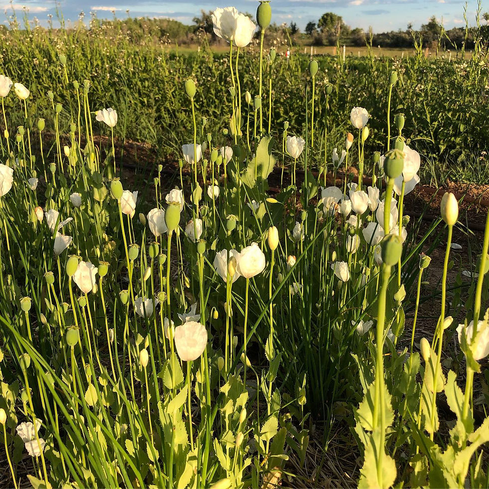 Nelson's White Poppy