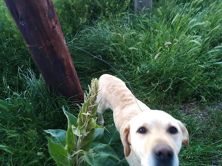 Hund mit Schlinge.jpg