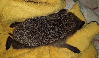 Michna_Igel 1.jpg