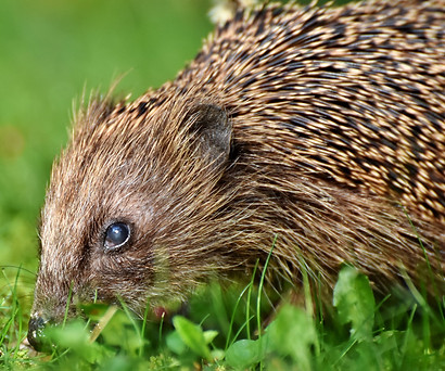 hedgehog-3661306_1920.jpg
