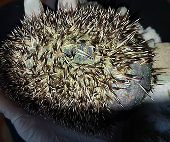 Michna_kranker Igel.jpg