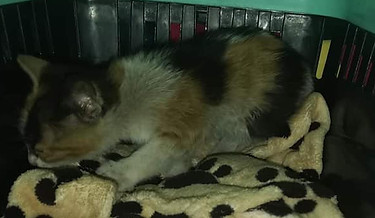 Glückskätzchen 05.2021_3.jpg