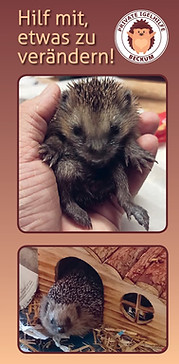 Screenshot Flyer Seite 1.jpg