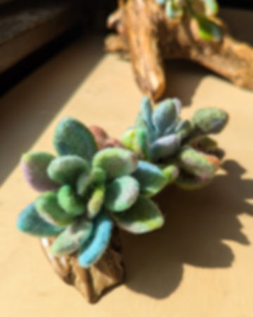 Driftwood Succulent Planter