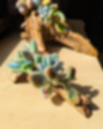 Thumbnail: Driftwood Succulent Planter
