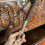 サムネイル： Fiji Island Hand-Carved Ula Throwing War Club – 42cm South Pacific Tribal Weapon