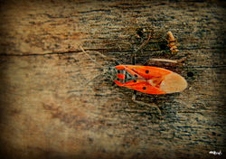 Still life in progres...