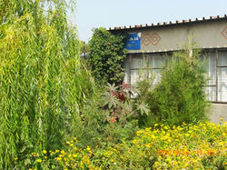 Окна столовой