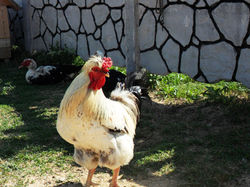 "Бургундский" петух.