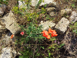 Природа, хранящая память тысячелетий