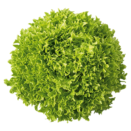 7_lollo-green.png