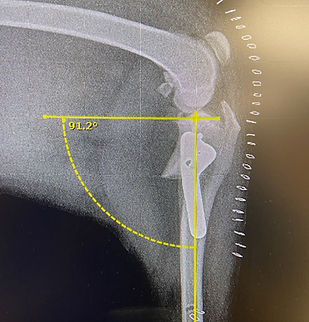 Kenzie TPLO Measurement.jpg