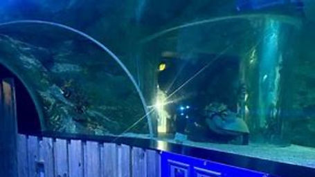 Southend-on-Sea SeaLife Adventure Tour.jpg