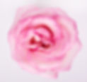 flower.jpg