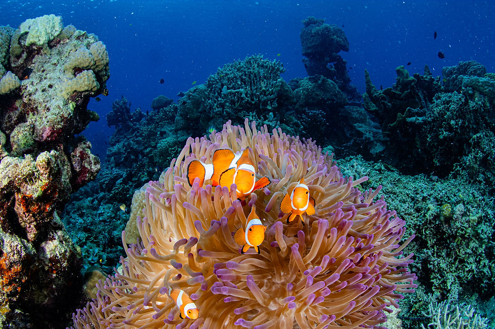 Green Coral and Fish