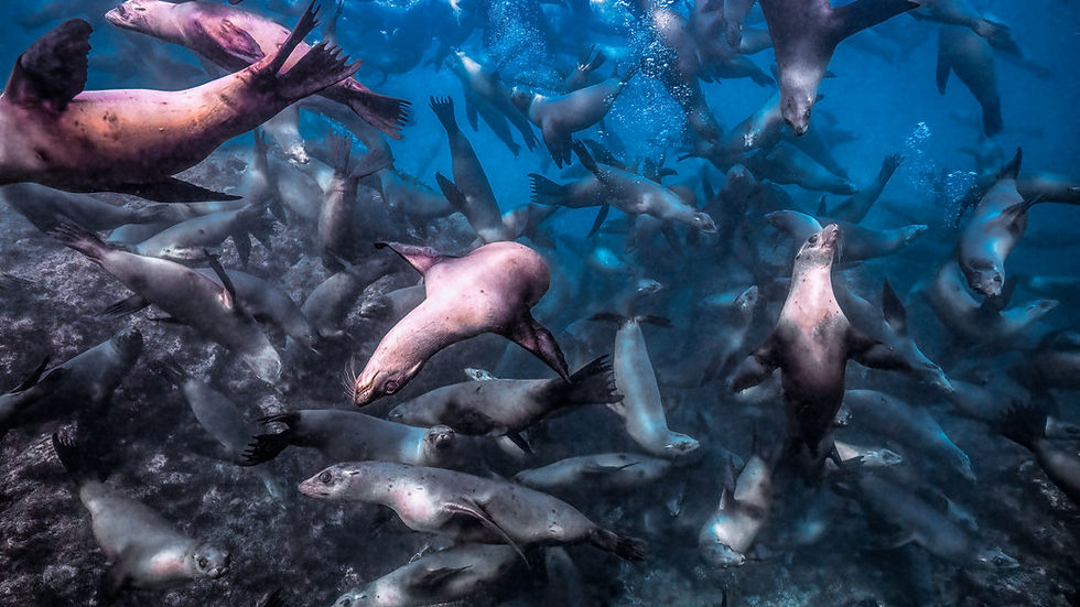 Green Coral and Fish