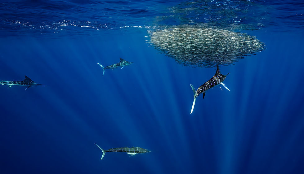 Green Coral and Fish