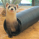 Black-footed Ferret