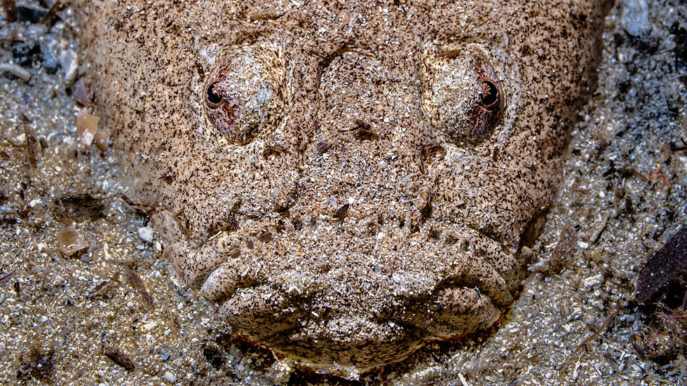 Green Coral and Fish