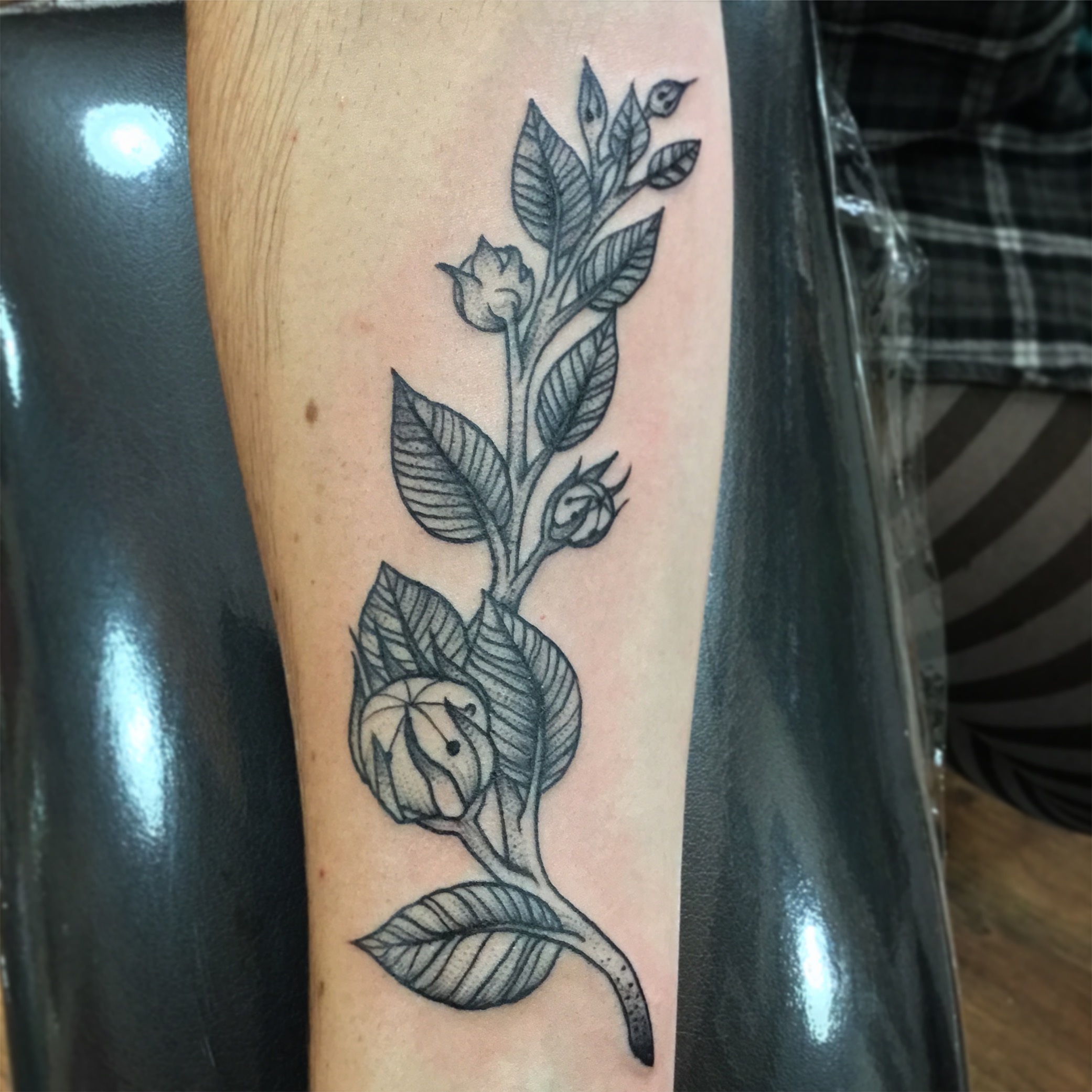 Rhia's Rose buds