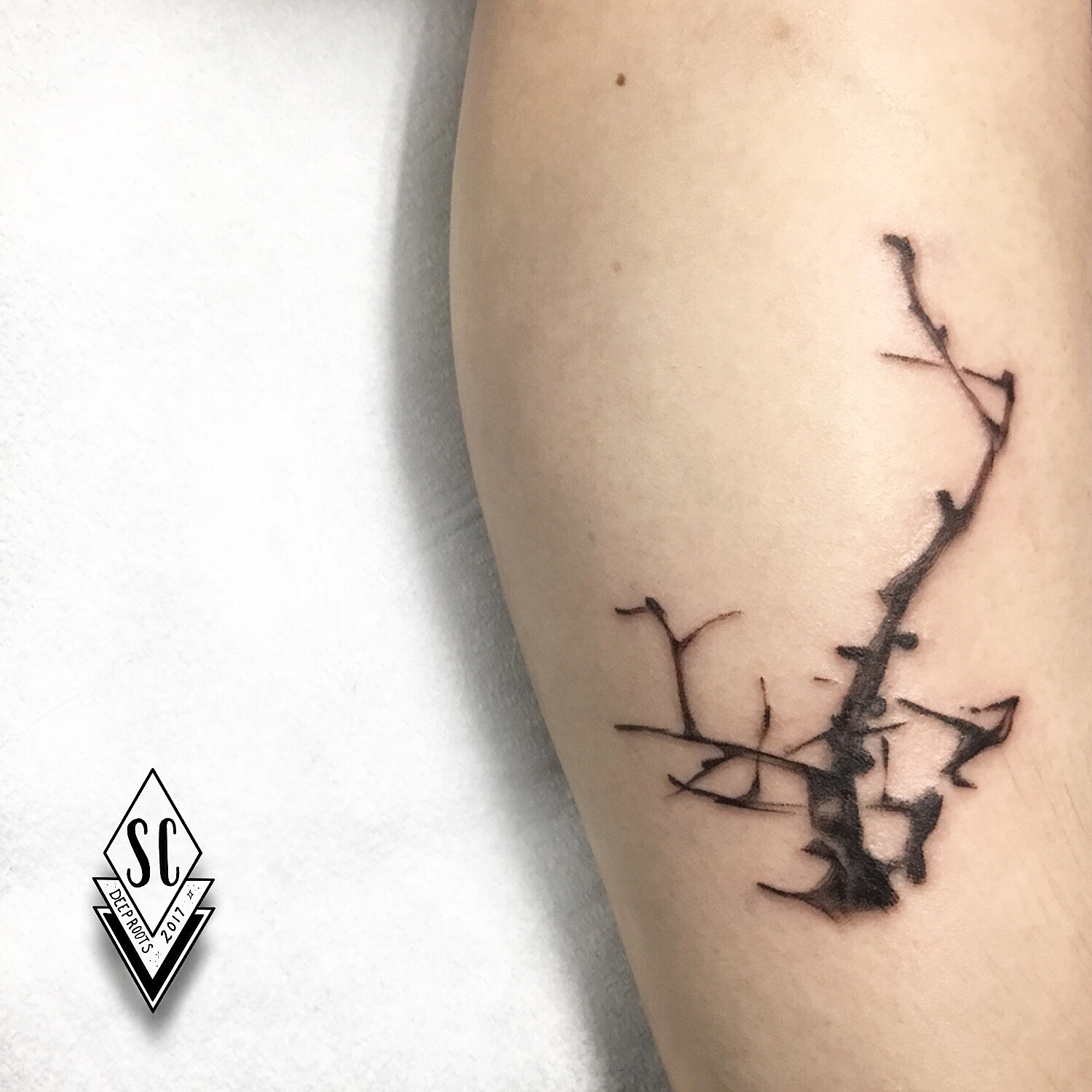 Cherry branch