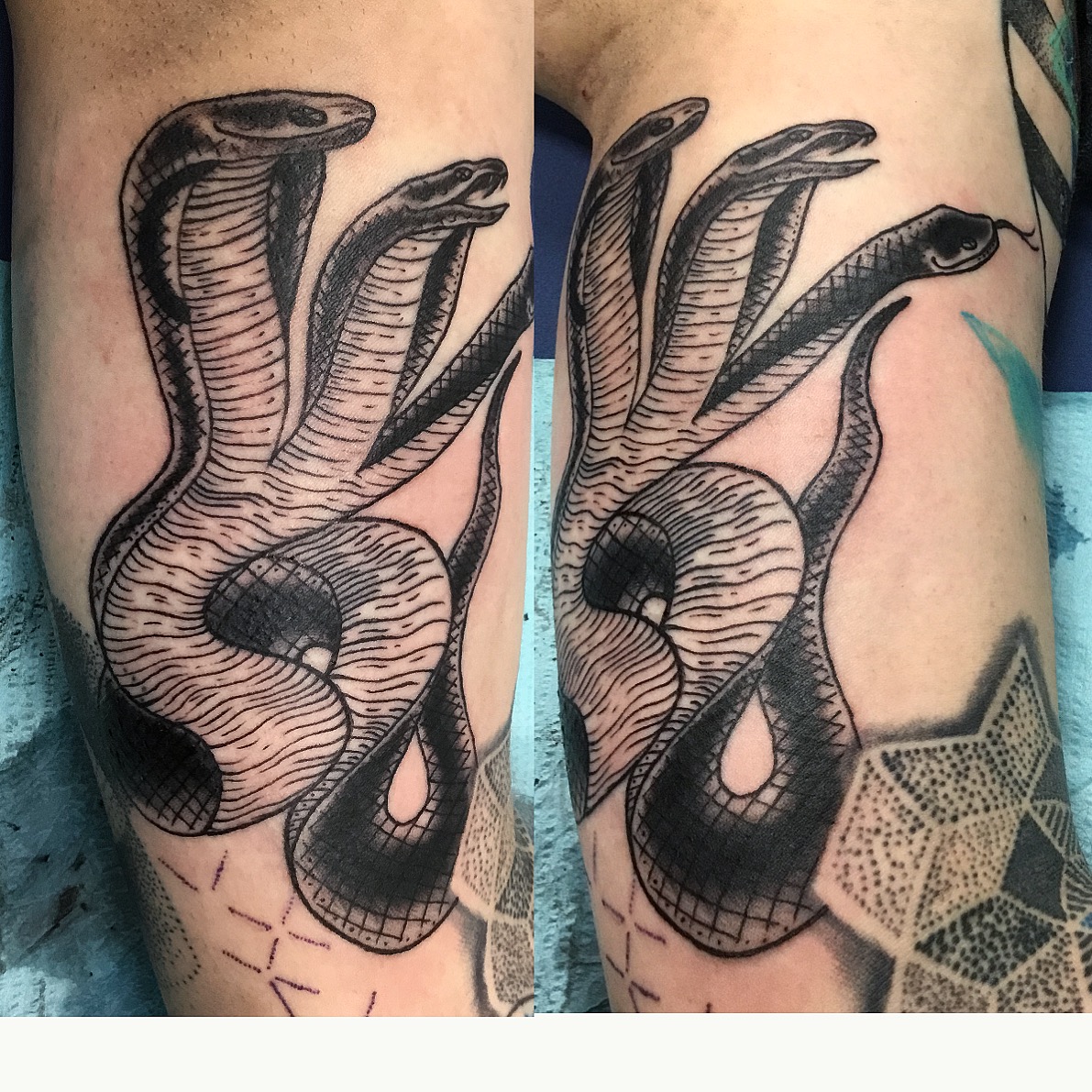 martins black cobras