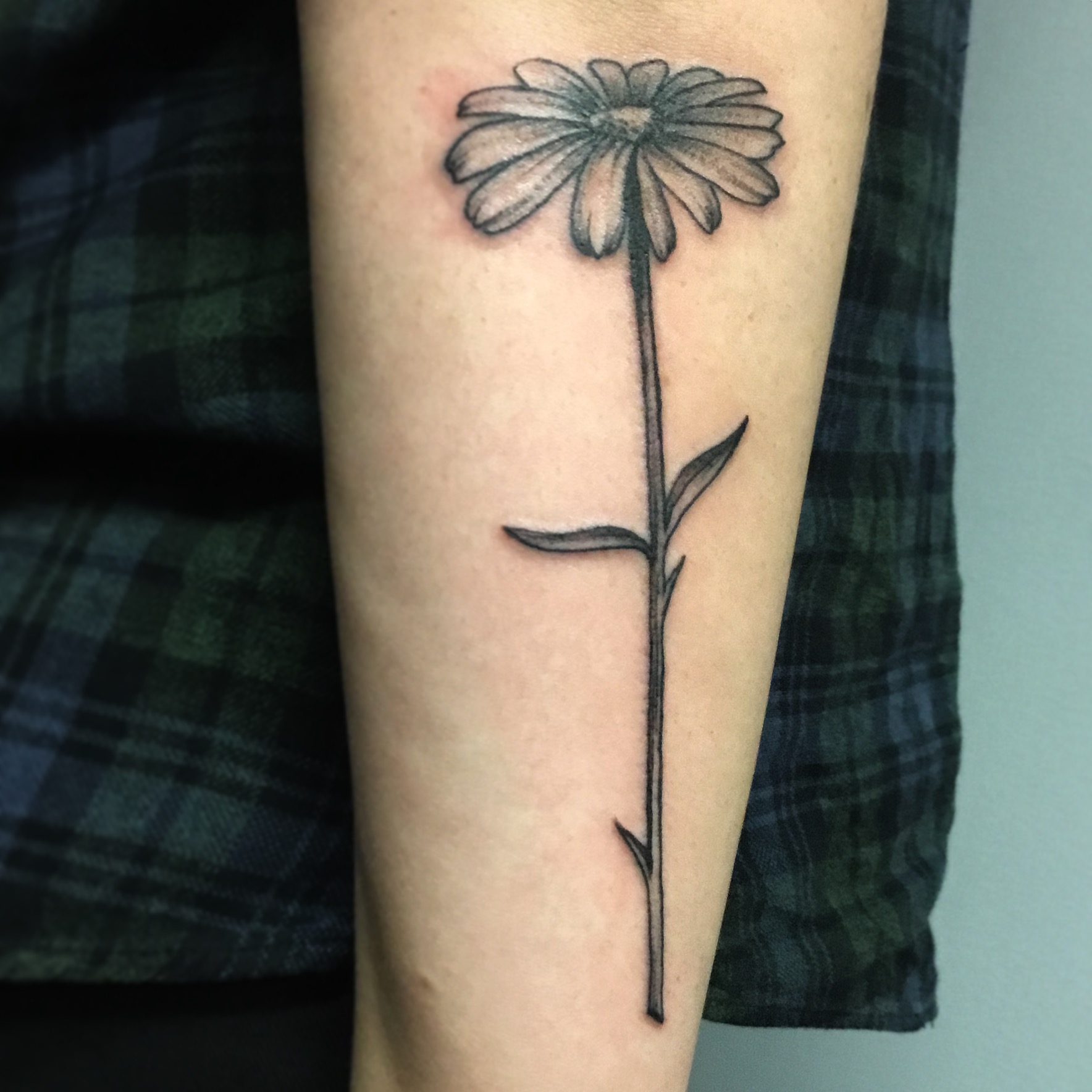 Daisy