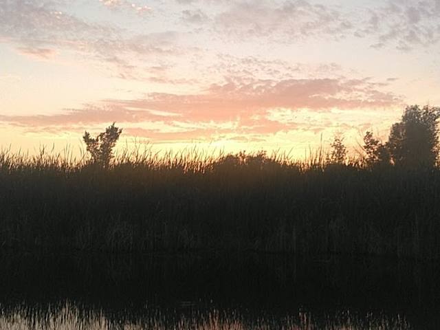 Sunset over the reeds