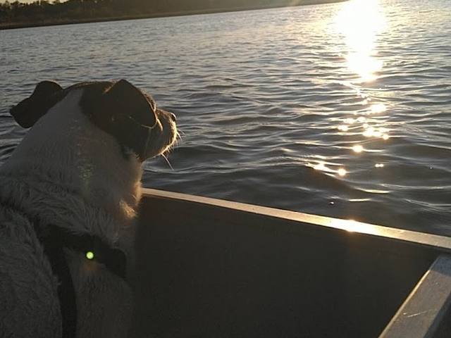 A dog riding in a boat on the lake