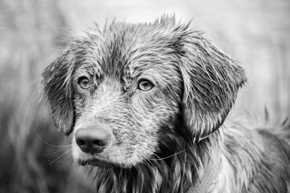B&W Wet dog.jpg
