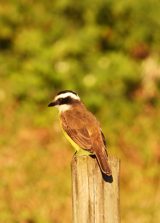 Natureza na mantiqueira