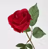 rose judy.avif