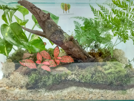 Saiba como cuidar de um terrário