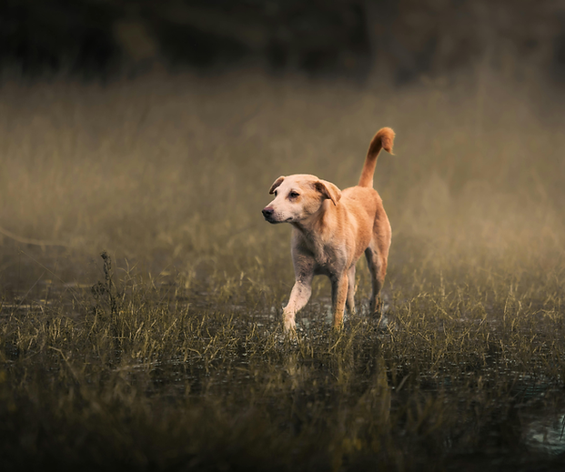 private dog training