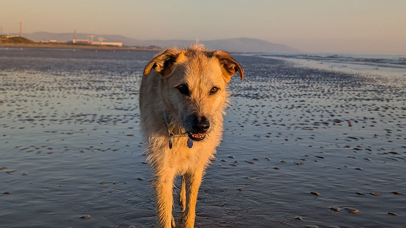 Whole Dog Behaviour Cover