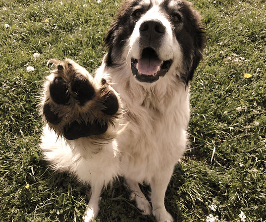 Dog behaviour help