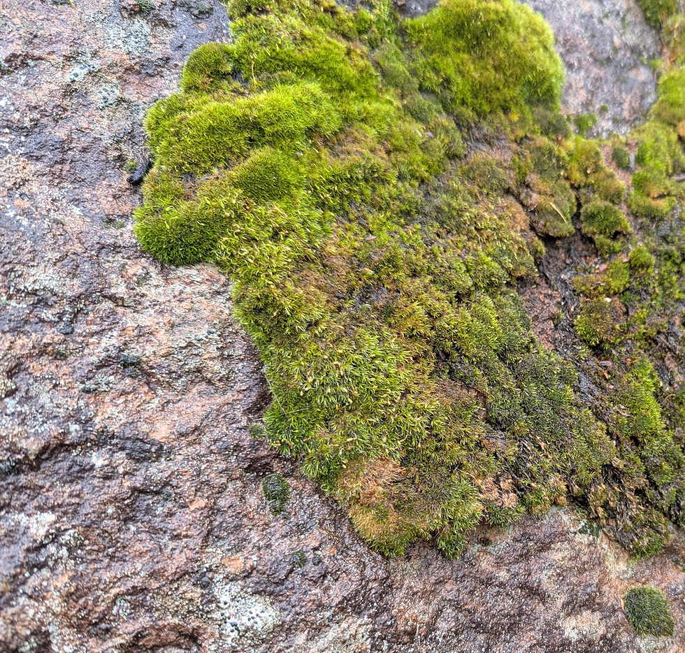 Lichen on rocks in the rain