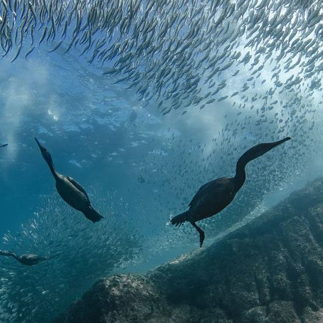UN ocean summit in Nice closes with wave of commitments