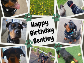 Happy Birthday Bentley 🐾🐾