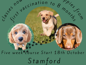 Karen Ann - Paws for thought puppy school starts 10am to 11am @ WildWood Pets, Stamford on Saturday 18th October 2025