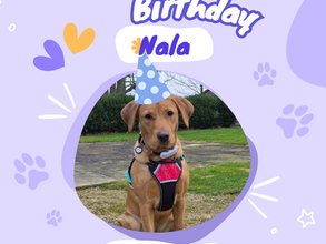 Happy Birthday Nala