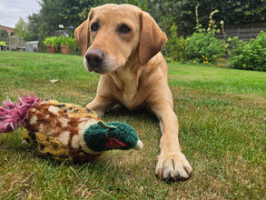 A Pawsitively Fun Hour: Keeping Your Dog Happy!