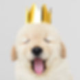 Cute dog photos are included in the many free stock photos available to you