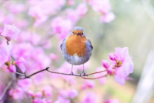 Spring template