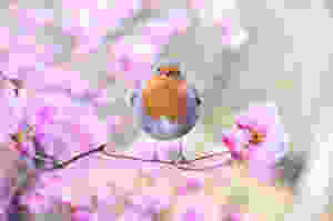 Spring template