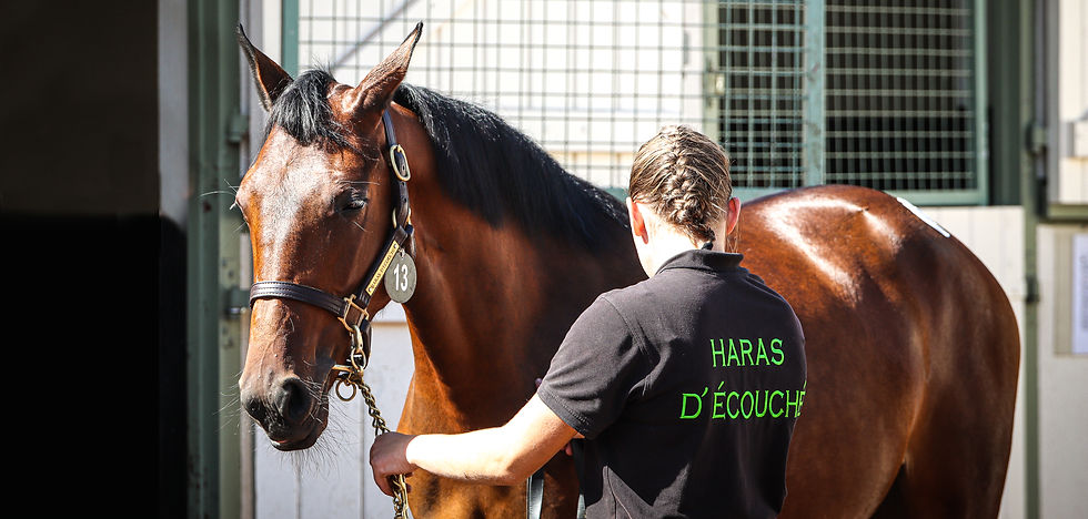 J1 ECOUCHE VENTE-02_edited.jpg