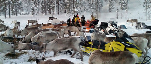 Snowmobile and people in the middle of reindeer in winter.