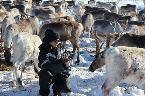 Porotilamatkailu_Reindeer Farm Petri Mattus.JPG