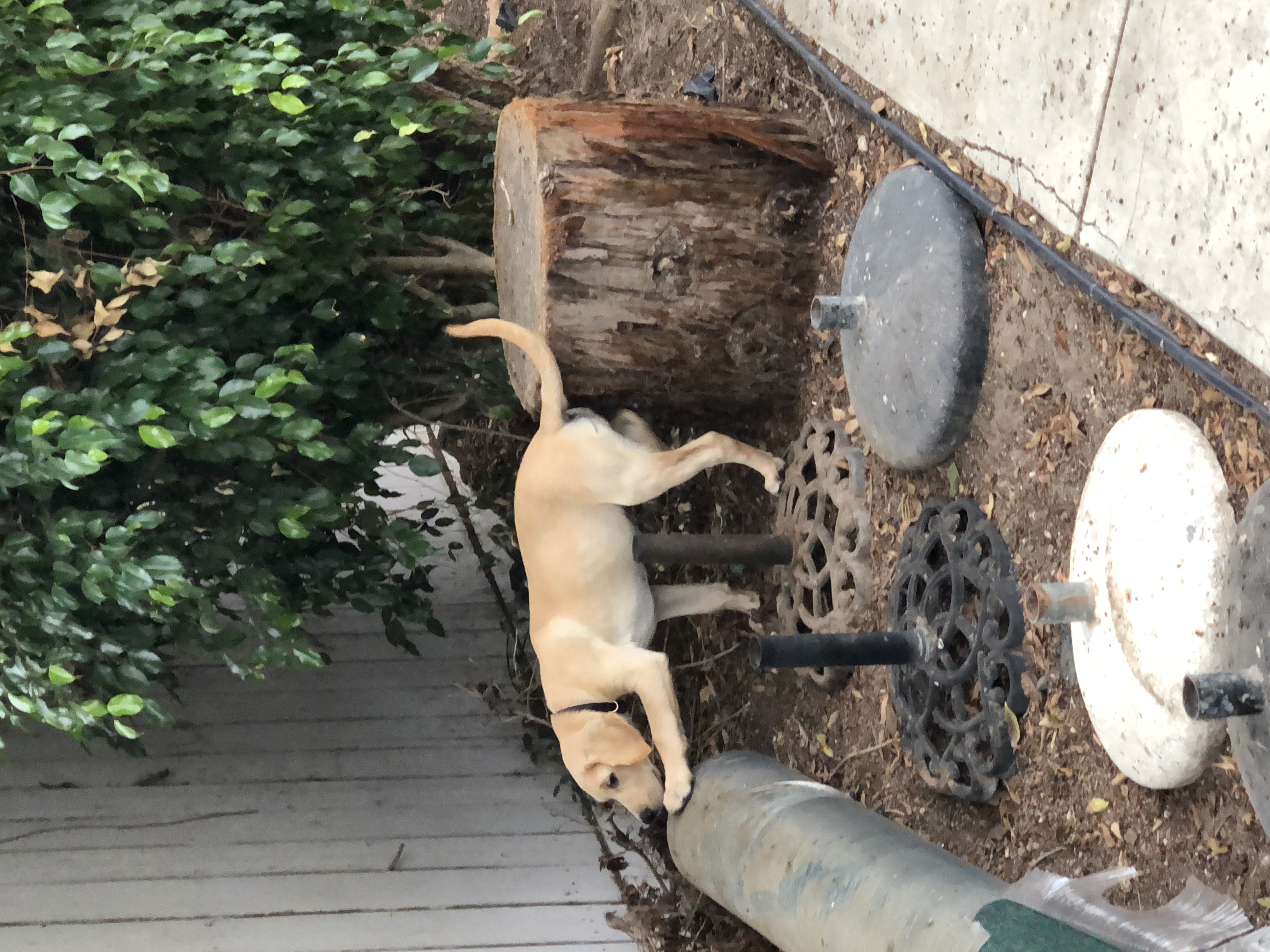 Dog Obedience Training Los Angeles Ventura County