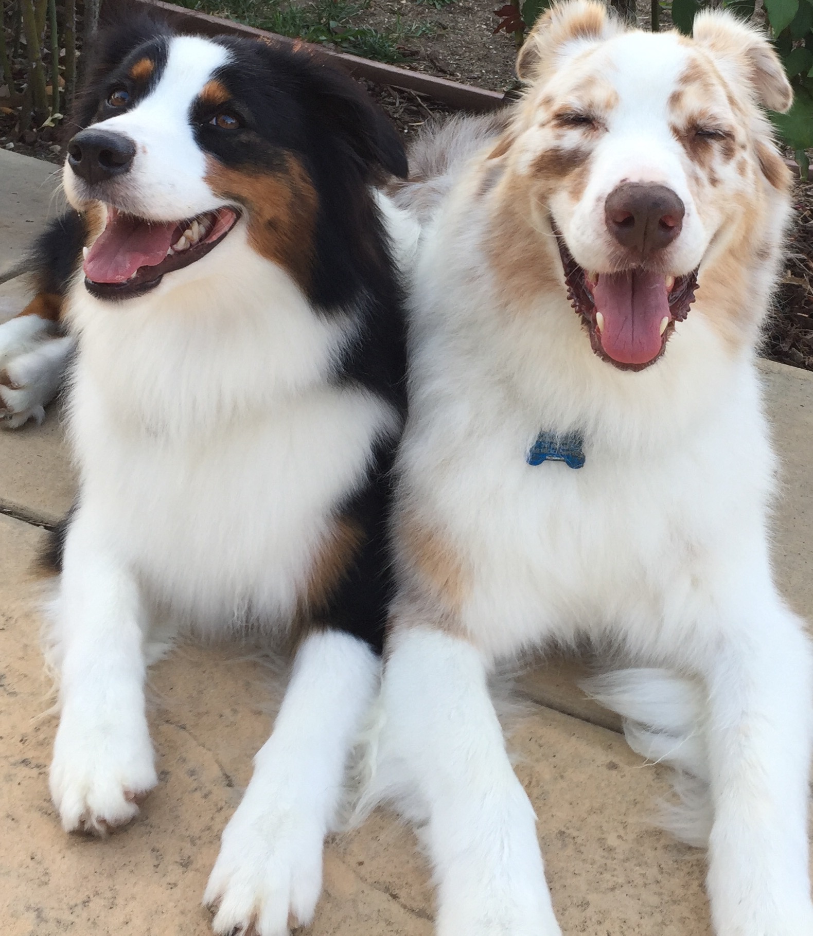 the ranch dog kennel